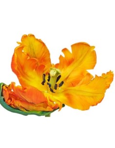 Primer plano de un tulipán loro