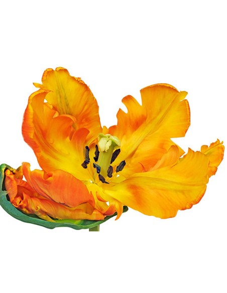 Primer plano de un tulipán loro