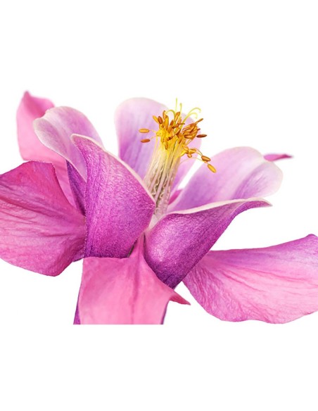 Primer plano de una aguileña oscura