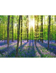 Bosque de hayas con campanillas azules, Bélgica