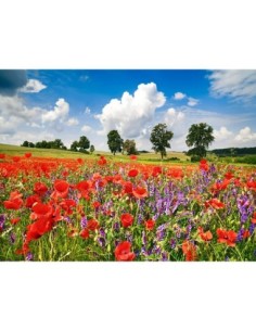 Amapolas y vicias en un prado, Distrito de los Lagos de Mecklemburgo, Alemania
