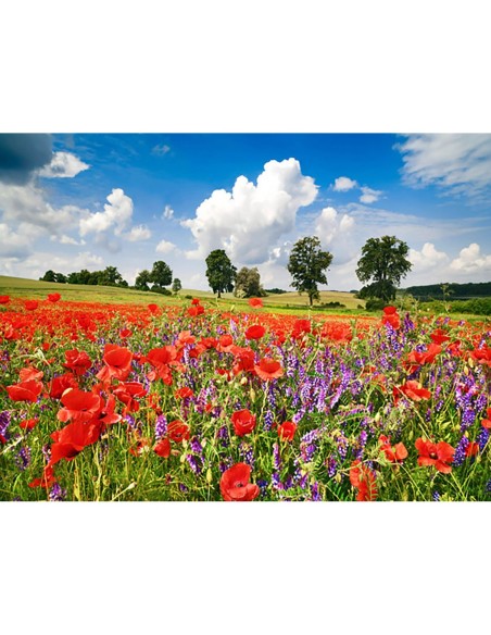 Amapolas y vicias en un prado, Distrito de los Lagos de Mecklemburgo, Alemania