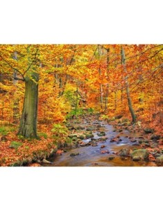 Bosque de hayas en otoño, valle de Ilse, Alemania