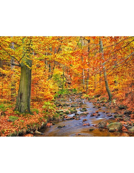 Bosque de hayas en otoño, valle de Ilse, Alemania