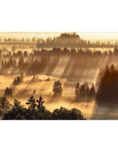 Impresión de niebla en Sindelbachfilz, Baviera, Alemania