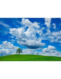 Roble y nubes, Baviera, Alemania