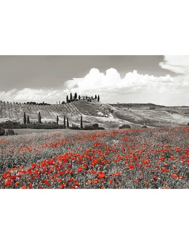 Casa rural con cipreses y amapolas, Val d'Orcia, Toscana (BW)