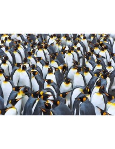 Colonia de pingüinos rey, Antártida