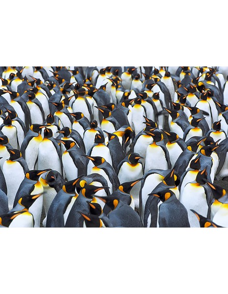 Colonia de pingüinos rey, Antártida