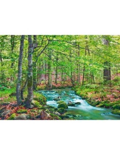Arroyo forestal a través de un bosque de hayas, Baviera, Alemania