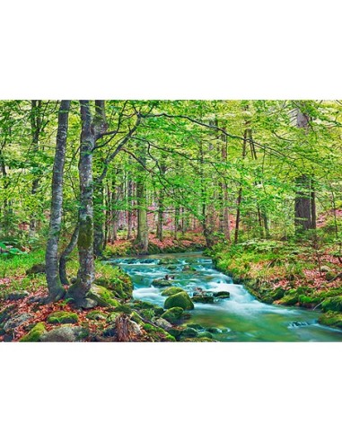 Arroyo forestal a través de un bosque de hayas, Baviera, Alemania