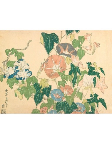 Glorias de la mañana y rana arbórea, 1833-1834