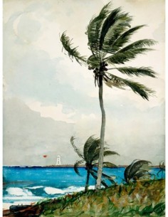 Palmera, Nassau