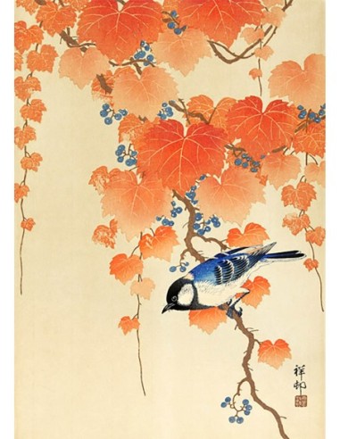 Carbonero común en una rama de paulownia