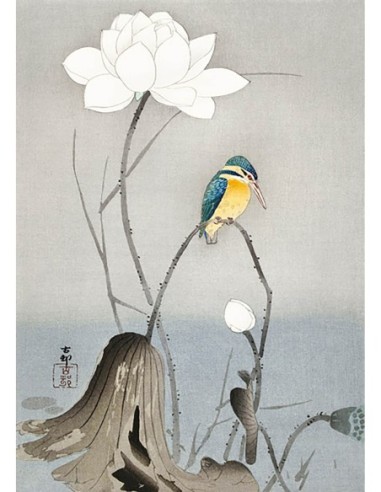 Martín pescador con flor de loto