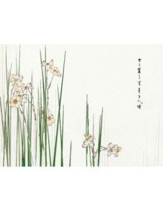 Ilustración de junquillo, 1896