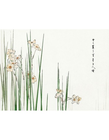 Ilustración de junquillo, 1896