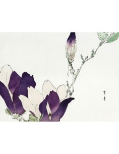 Magnolia púrpura, 1896