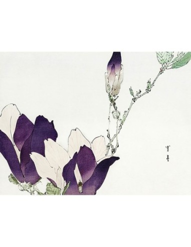 Magnolia púrpura, 1896