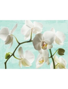 Orquídeas celadón