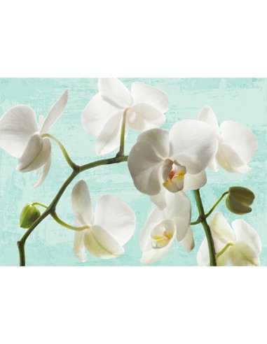 Orquídeas celadón