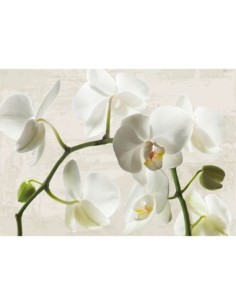Orquídeas de marfil