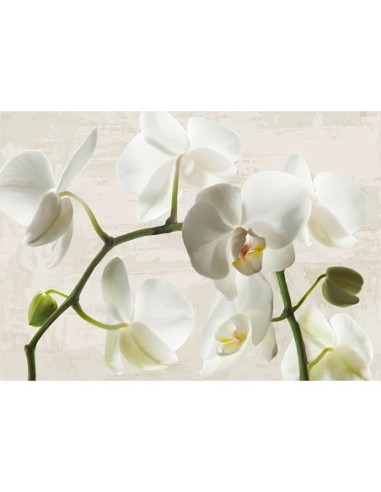 Orquídeas de marfil