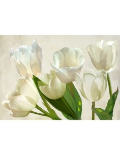 Tulipanes blancos