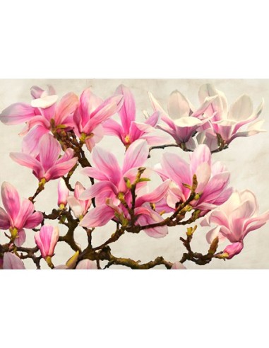 Rama Magnolia (neutral)