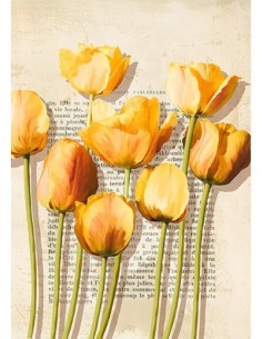 Tulipanes e historias