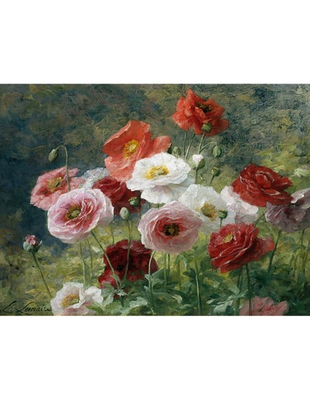 Amapolas