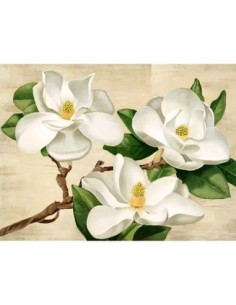 Magnolias blancas
