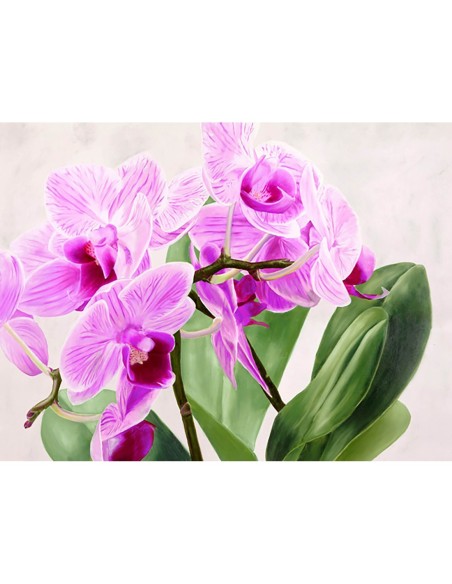 Orquídeas silvestres