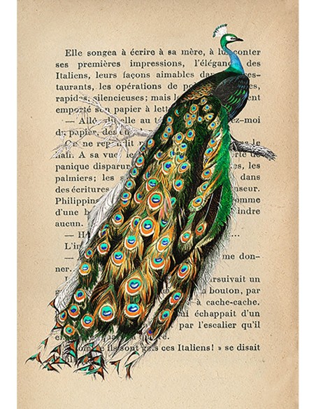 Pavo real indio, según D'Orbigny