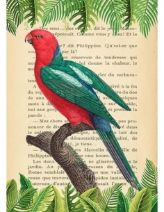 El loro rey australiano, según Levaillant