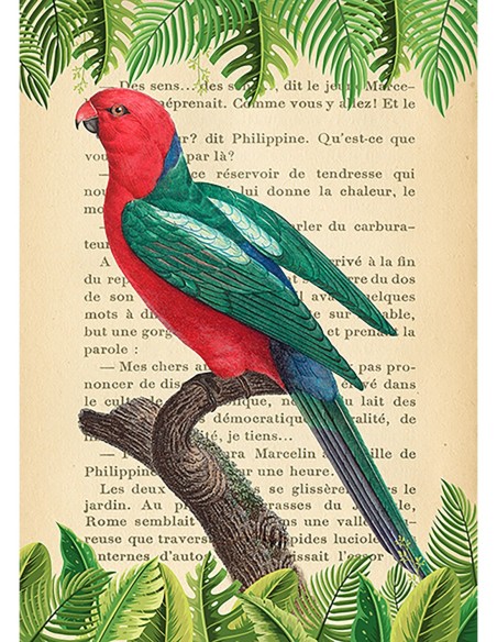 El loro rey australiano, según Levaillant