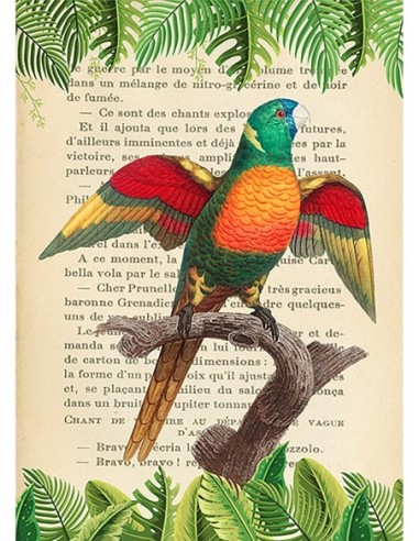 El loro de cabeza azul, según Levaillant