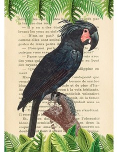 La cacatúa palmera, según Levaillant