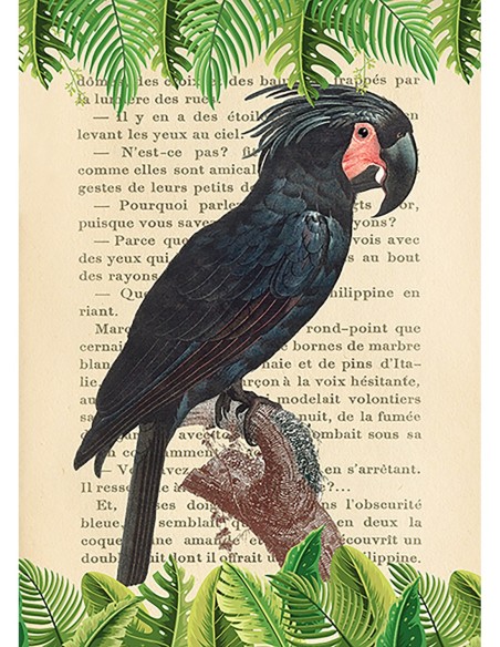 La cacatúa palmera, según Levaillant