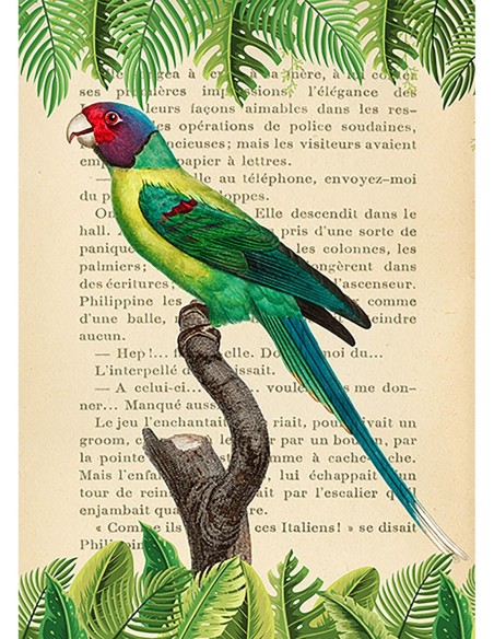 El periquito de cabeza ciruela, según Levaillant