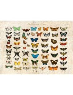 Papillons du Monde, después de D'Orbigny