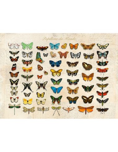 Papillons du Monde, después de D'Orbigny