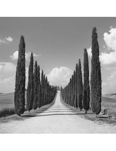 Callejón de cipreses, San Quirico d'Orcia, Toscana (detalle)
