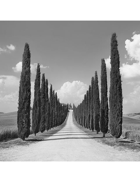 Callejón de cipreses, San Quirico d'Orcia, Toscana (detalle)