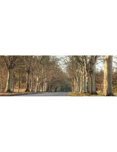 Carretera arbolada, Norfolk, Reino Unido