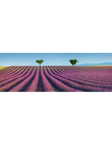 Campo de lavanda, Provenza, Francia