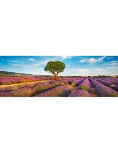 Campo de lavanda y almendros, Provenza, Francia