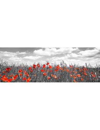 Amapolas en un campo de maíz, Baviera, Alemania