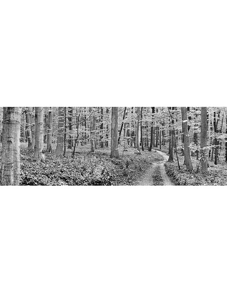 bosque de hayas, Alemania