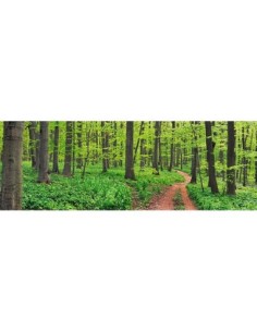 bosque de hayas, Alemania